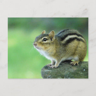 Nyfiket Chipmunk-vykort Vykort