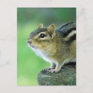 Nyfiket Chipmunk-vykort Vykort