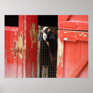 Nyfiket getkött Poster