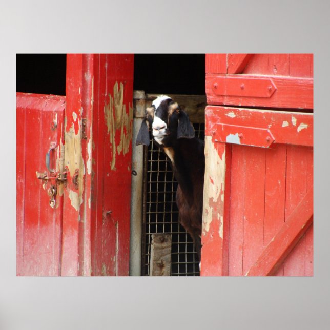 Nyfiket getkött Poster (Framsidan)