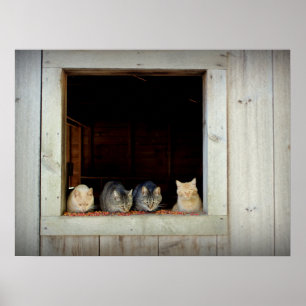 Nyfiket Kattunge kan välja nedåt Poster