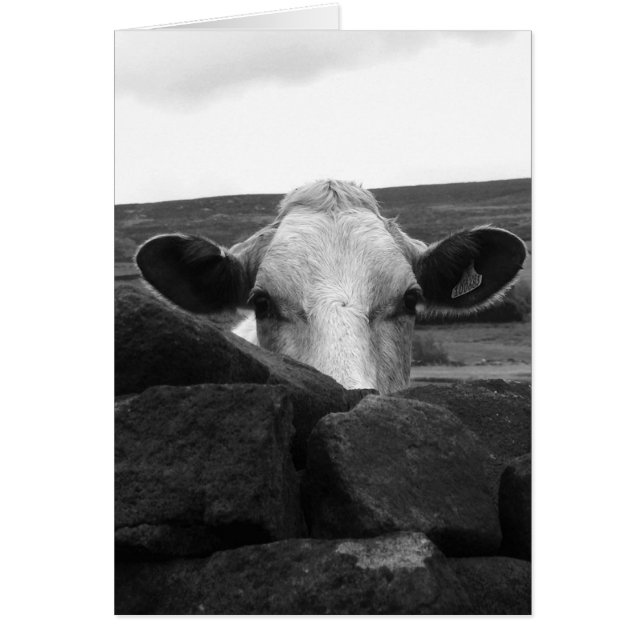 Nyfiket kokort hälsningskort (Framsidan)