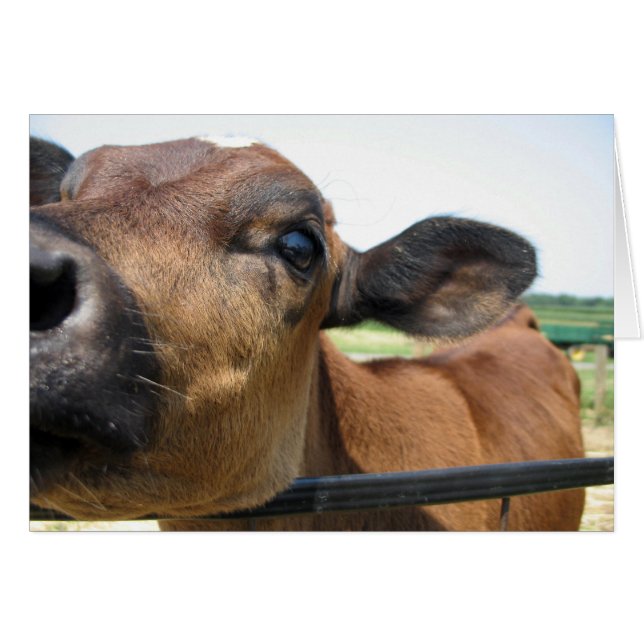 Nyfiket kort (Framsidan Horizontal)