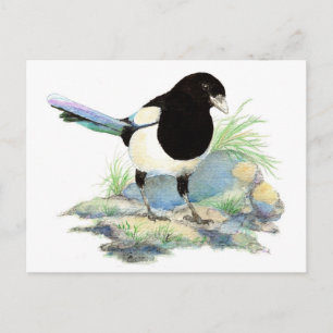 Nyfiket Magpie-vykort Vykort