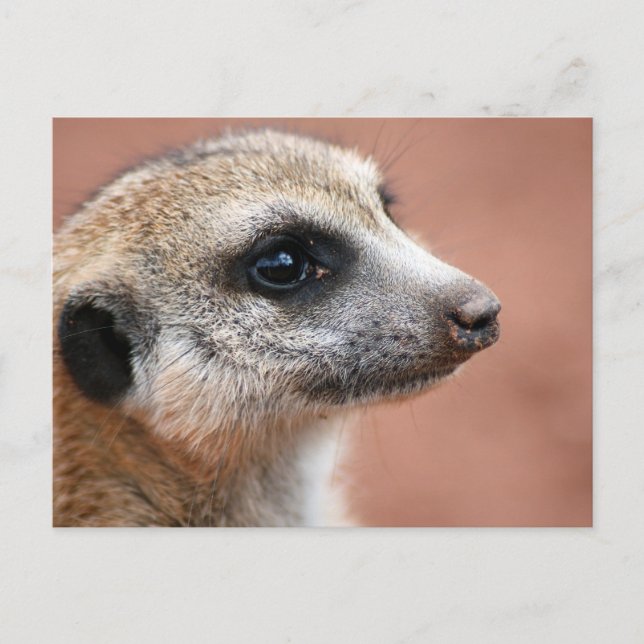 Nyfiket meerkat-vykort vykort (Framsida)