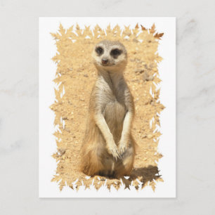 Nyfiket meerkat-vykort vykort