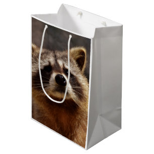 Nyfiket Raccoon Photo