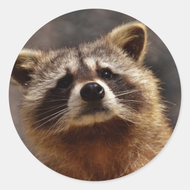 Nyfiket Raccoon Photo Runt Klistermärke (Framsida)