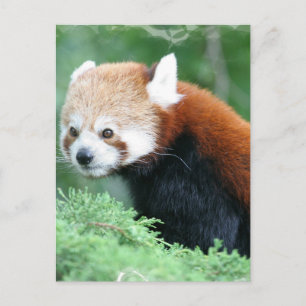Nyfiket rött panda-vykort vykort