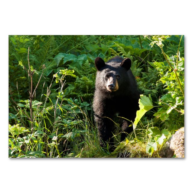 Nyfiket svart björn bordsnummer (Framsidan)