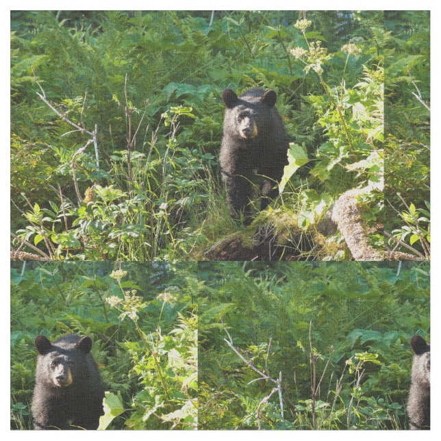 Nyfiket svart björn tyg (Närbild)