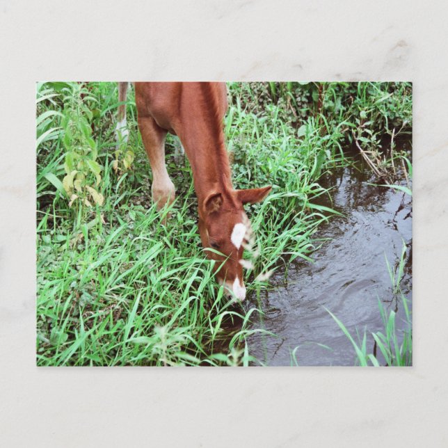 Nyfiket vykort för förlossning (Framsida)