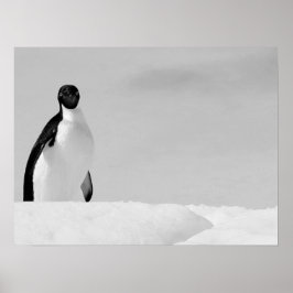 Nyfikna Adelie Penguin Ställföreträdande Antarktis Poster