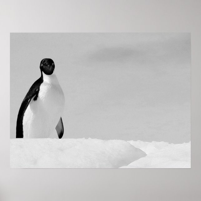 Nyfikna Adelie Penguin Ställföreträdande Antarktis Poster (Framsidan)