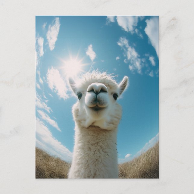 Nyfikna alpregionen under Sol Vykort (Framsida)