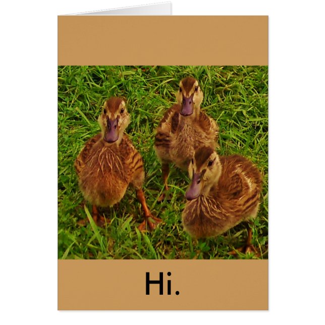 Nyfikna Ankor Hälsningskort (Framsidan)