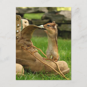 Nyfikna Baby Chipmunk Vykort