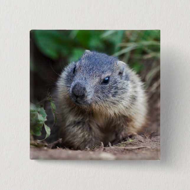 Nyfikna Baby Marmot Badge Knapp (Framsida)