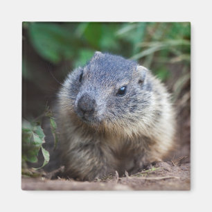 Nyfikna Baby Marmot Magnet