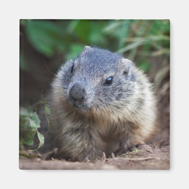 Nyfikna Baby Marmot Magnet (Framsidan)