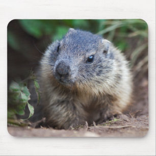 Nyfikna Baby Marmot Mousemat Musmatta
