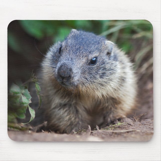 Nyfikna Baby Marmot Mousemat Musmatta (Framsidan)