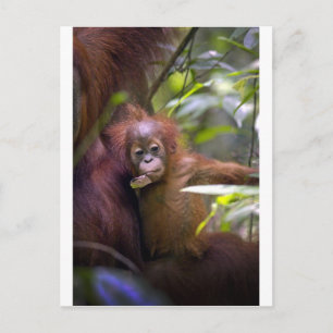 Nyfikna baby orangutan i mammor arm vykort