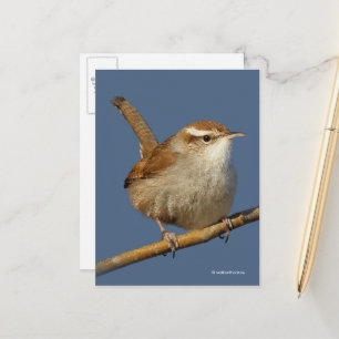 Nyfikna Bewicks Wren Songbird på Gren Vykort