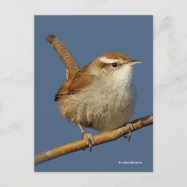 Nyfikna Bewicks Wren Songbird på Gren Vykort