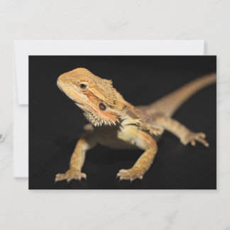 Nyfikna böjda draken 3