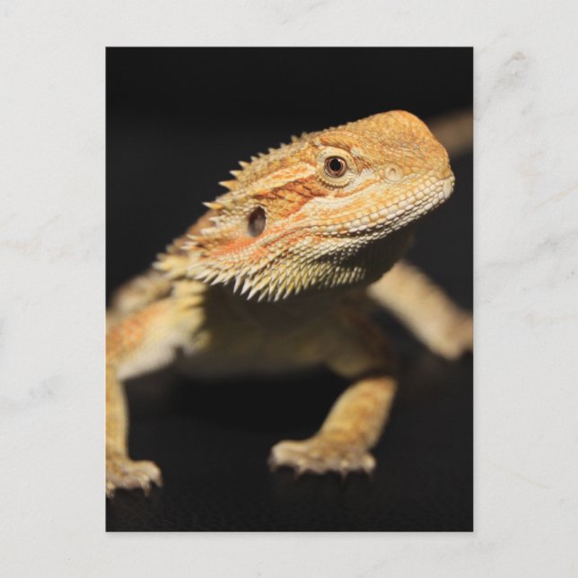 Nyfikna böjda draken vykort (Framsida)