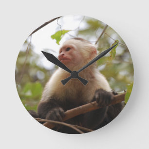 Nyfikna Capuchin, Costa Rican Monkey Rund Klocka