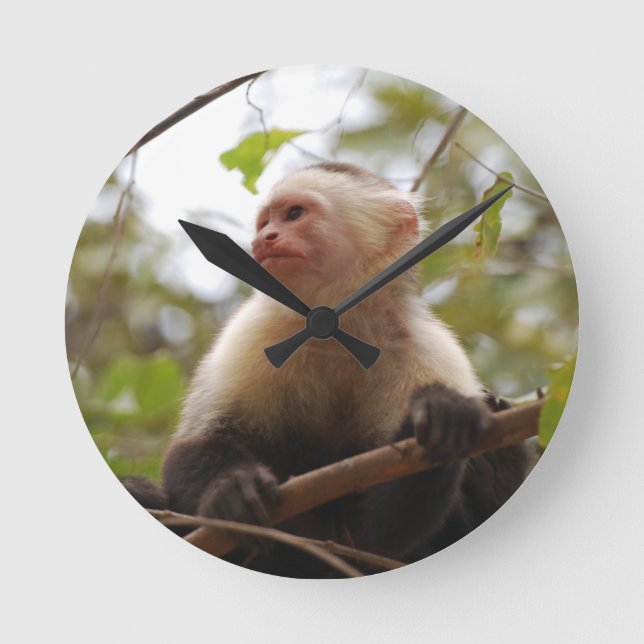 Nyfikna Capuchin, Costa Rican Monkey Rund Klocka (Framsida)