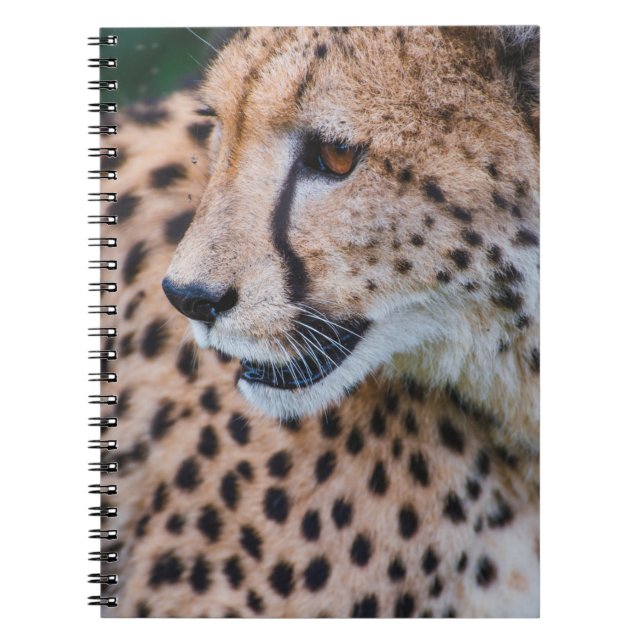 NYFIKNA CHEETAH ANTECKNINGSBOK (Framsidan)