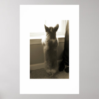 Nyfikna Corgi Poster