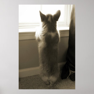 Nyfikna Corgi Poster