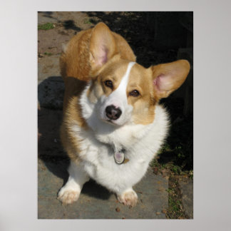 Nyfikna Corgi Poster