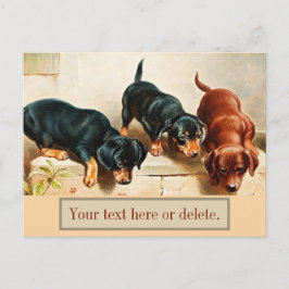 Nyfikna Dachshund-valpar Vintage Wiener Dogs Vykort