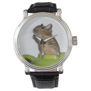 Nyfikna Degu i en grön tekanna Armbandsur