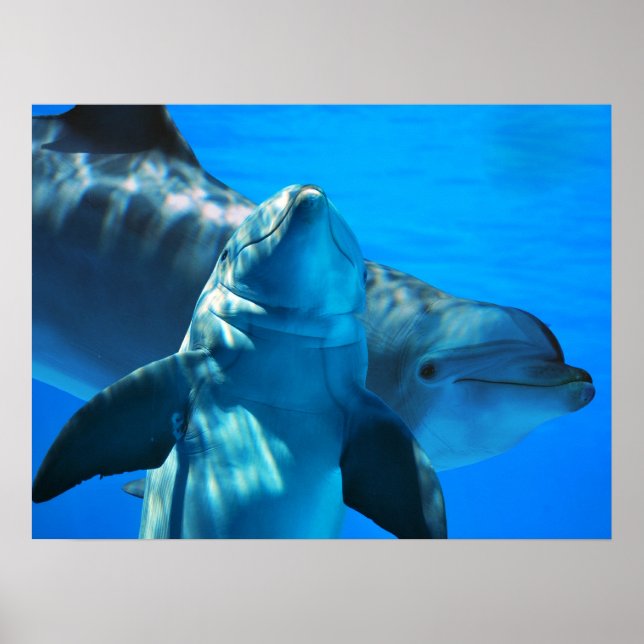 Nyfikna delfiner Poster (Framsidan)