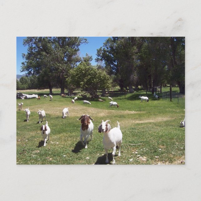 Nyfikna getter vykort (Framsida)