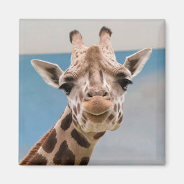 Nyfikna Giraffe Porträtt Magnet