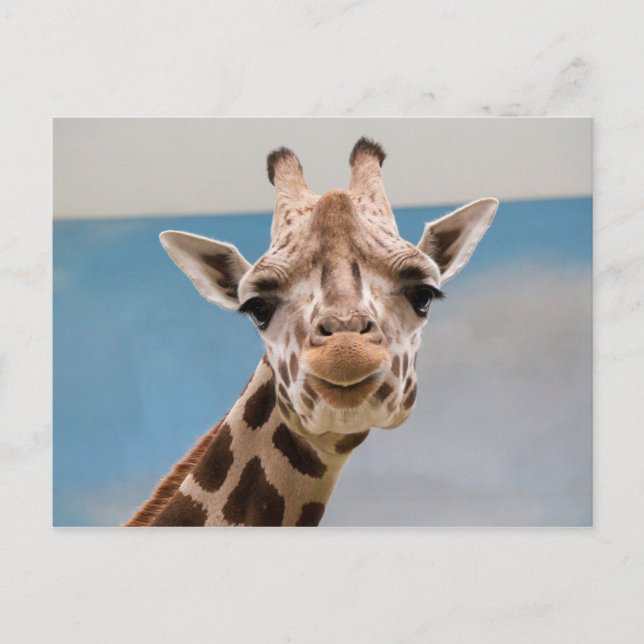 Nyfikna Giraffe Porträtt Vykort (Framsida)
