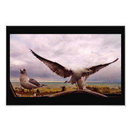 Nyfikna gulls fototryck