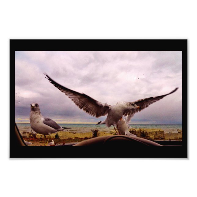 Nyfikna gulls fototryck (Framsidan)