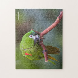 Nyfikna Hahns Mini Macaw / Red-Shouled Macaw Pussel