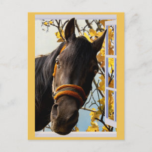 Nyfikna hästar Tittar genom ett köksfönster Vykort