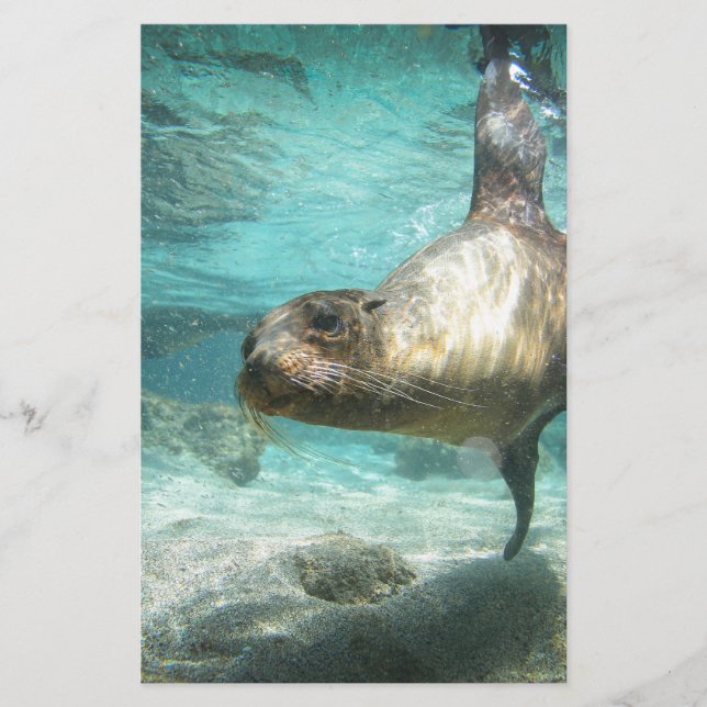 Nyfikna havets lejona Galapagos under vatten (Framsida)