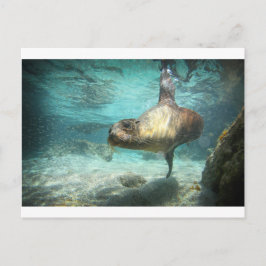 Nyfikna havets lejona Galapagos under vatten Vykort