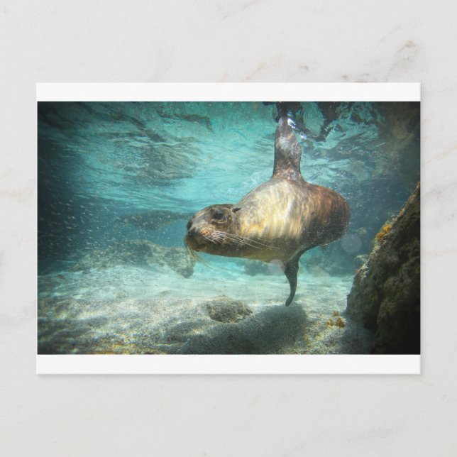 Nyfikna havets lejona Galapagos under vatten Vykort (Framsida)